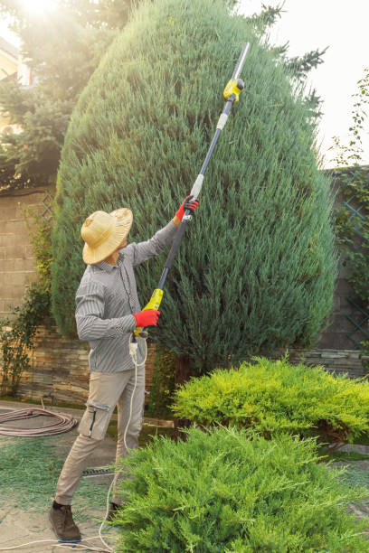 Best Tree Removal Services  in Westville, IN